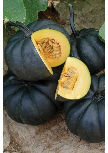 Japon Siyah Bal Kabağı Tohumu / 5 Adet Tohum