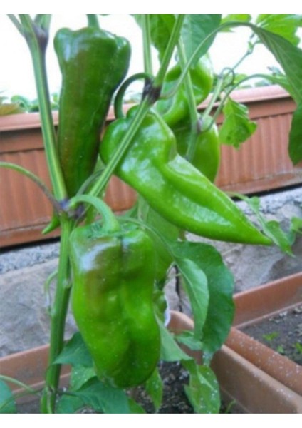 Nadir Yağlık Közlemelik Tatlı Pat Biber Tohumu 20 Adet Tohum