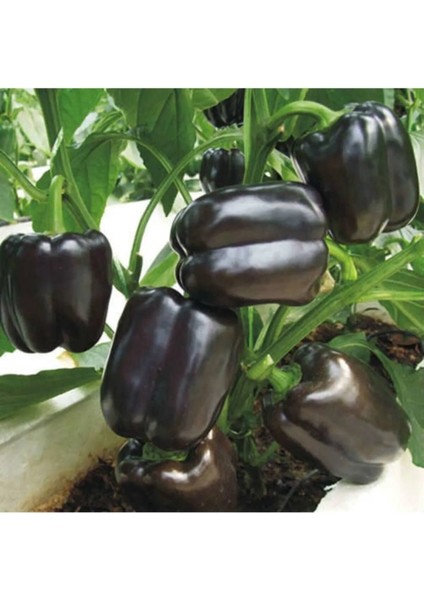 Siyah Dolmalık Biber Tohumu