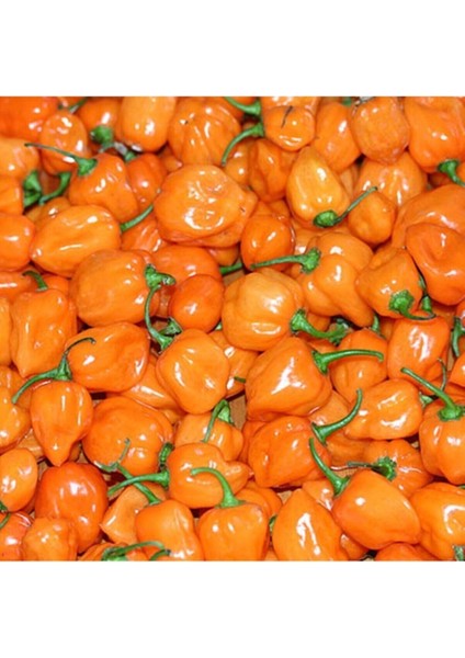 10 Adet Turuncu Habanero Acı Biber Tohumu