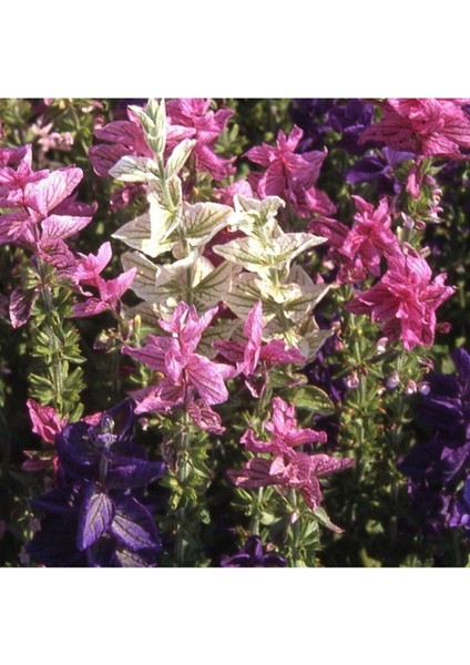 Salvia Horminum Karışık Renkli Adaçayı Çiçeği Tohumu