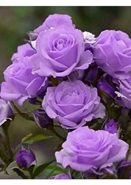 5 Adet Lavander Gül Tohumu