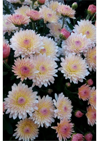 Pudra Renkli Krizentem Çiçeği Tohumu 10 15 Adet