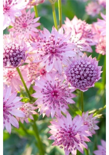Güzellik Yıldız-Astrantia Çiçek Tohumu 10 15 Adet