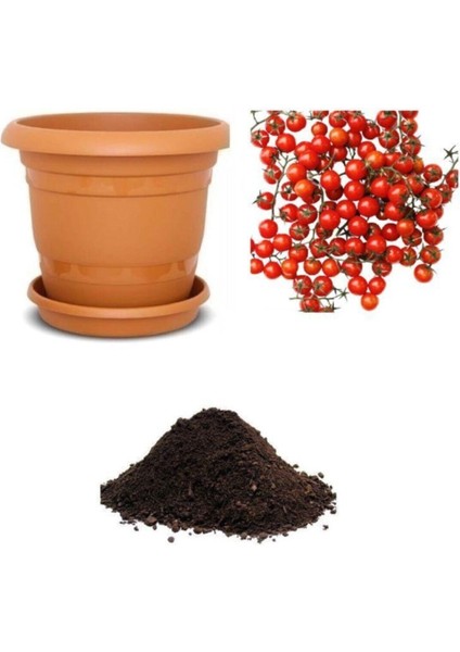 Bezelye Domates Tohumu Ekim Seti