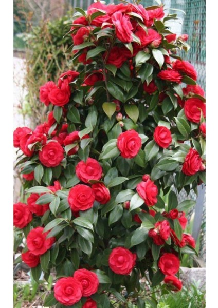 15 Adet Soft Kırmızı Renkli Sarmaşık Gül Tohumu