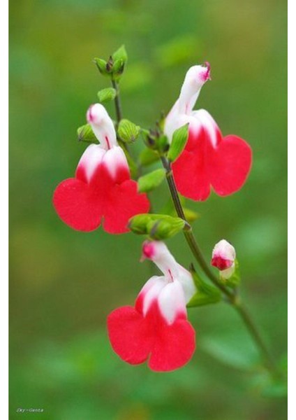 10 Adet Iki Renkli Orkide Çiçek Tohumu