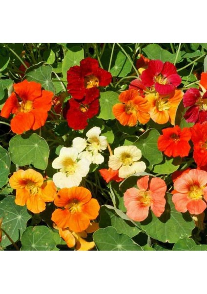 6 Adet Laden Çiçeği Tohumu