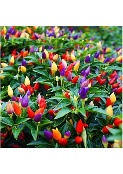 Yediveren Acı Süs Biberi Tohumu 25 Adet Biber Tohumu