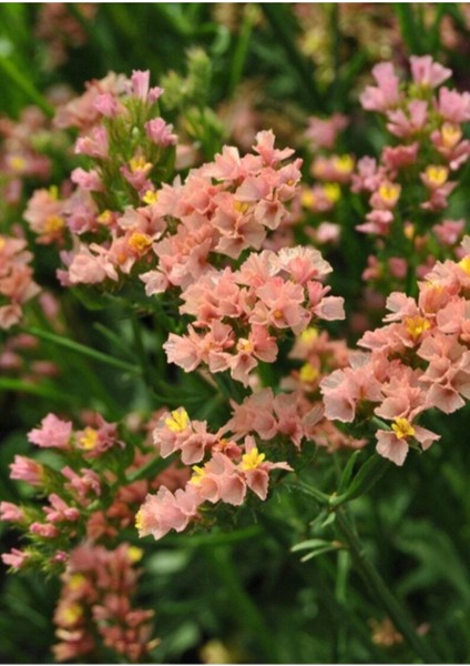 10 Adet Apricot Limonium Sinuatum Tohumu