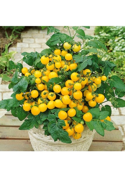 20 Adet Yellow Micro Dwarf Domates Tohumu