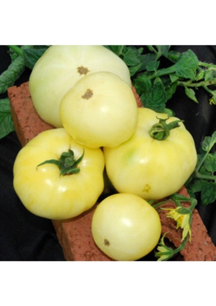 20 Adet Great White Domates Tohumu