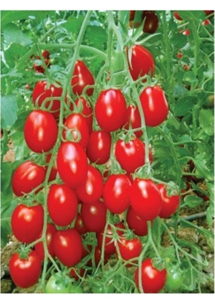 20 Adet Roma Salkım Domates Tohumu