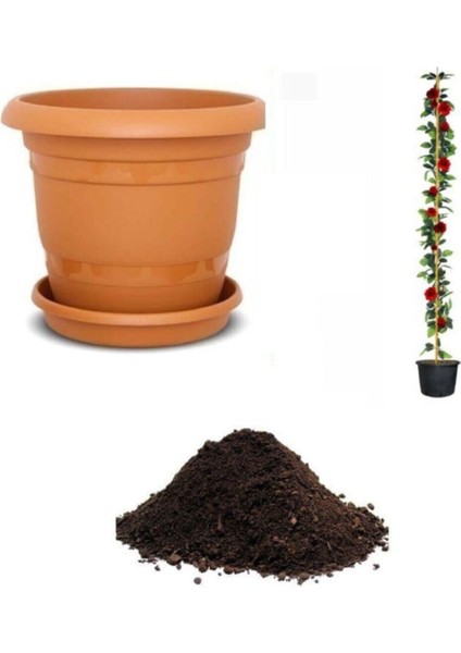 Ithal Sırık Kırmızı Gül Tohumu Ekim Seti