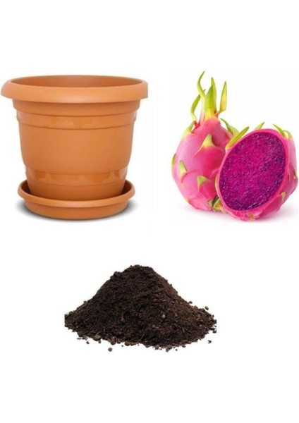 Tropikal Kırmızı Pitaya Tohumu Ekim Seti