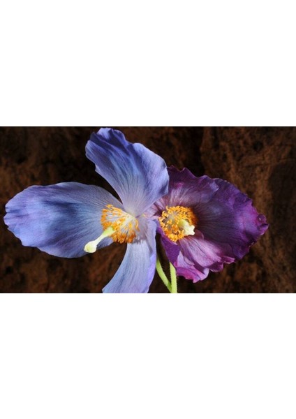 10 Adet Himalayan Blue And Purple Poppy Tohumu
