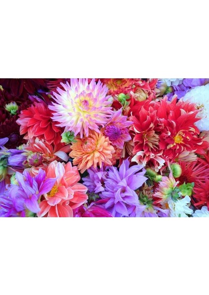 10 Adet Dwarf Mixed Colors Redskın Dahlıa Tohumu