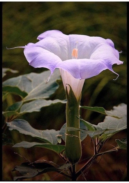 5 Adet Sacred Fragrant Moon Tohumu