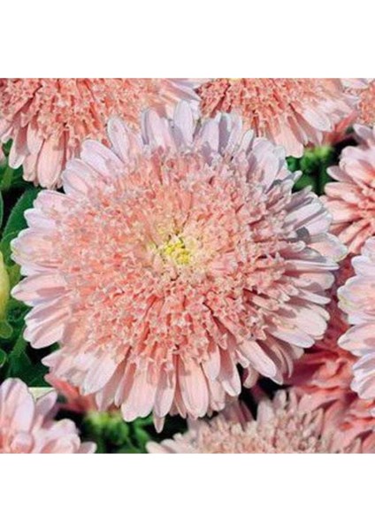 10 Adet Lovely Double-Flowered Sidonia Asters Tohumu