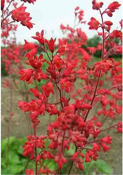 10 Adet Red Heuchera Fırefly Tohumu