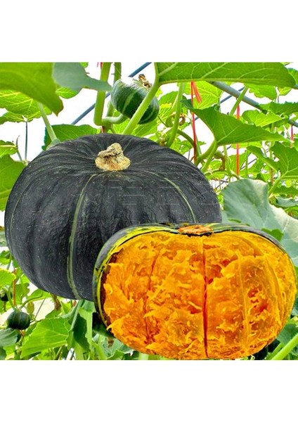 5 Adet Sweet Japanese Bal Kabağı Tohumu