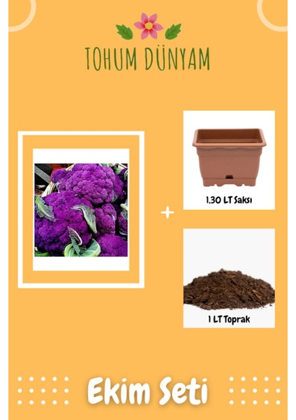 Mor Karnabahar Tohumu Ekim Seti