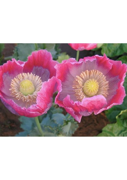 5 Adet Giganthemum Poppy Tohumu