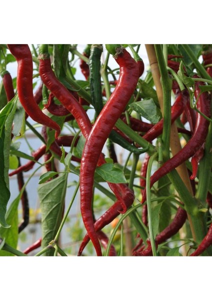 20 Adet Big Chili Biber Tohumu