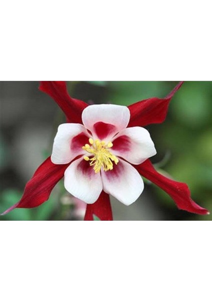 5 Adet Crimson Star Columbine Tohumu