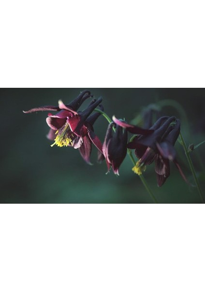 5 Adet Black Columbine Tohumu
