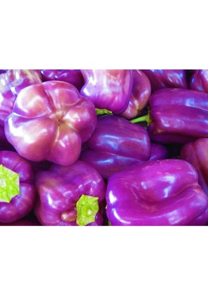 40 Adet Sweet Lilac Bell Dolmalık Biber Tohumu