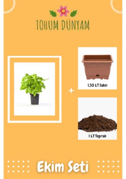 Geniş Yaprak Yeşil Reyhan Tohumu Ekim Seti