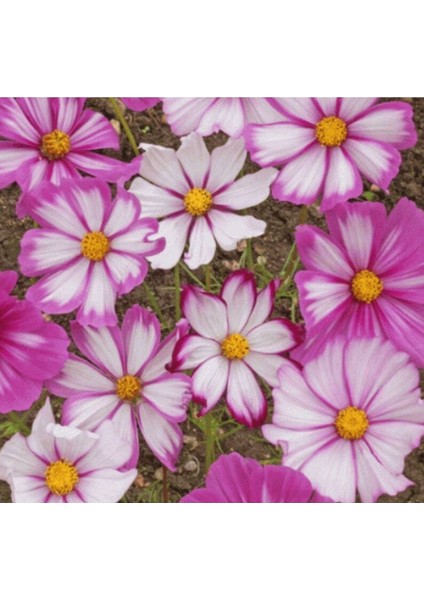 5 Adet Candy Stripe Cosmos Tohumu
