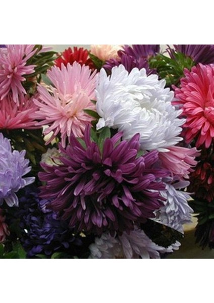 10 Adet Natural Chrysanthem Aster Mix Heirloom Tohumu