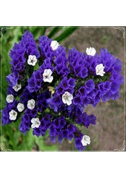 10 Adet Limonium Sinuatum Deep Blue Sea Tohumu
