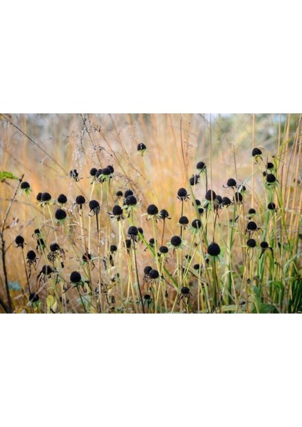 20 Adet Black Coneflower Green Wizard Tohumu