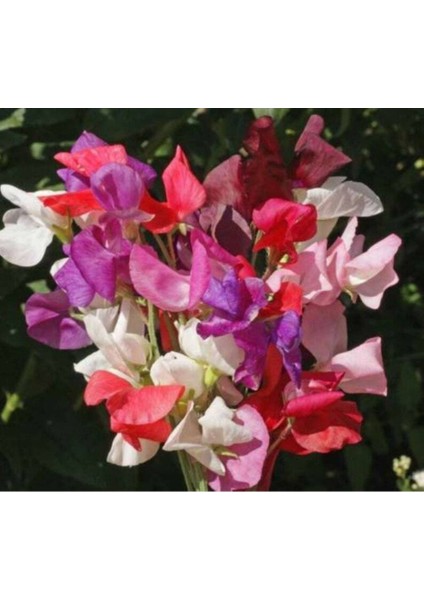 10 Adet Sweet Pea Royal Family Mix Tohumu