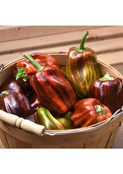 20 Adet Rare Candy Cane Chocolate Cherry Sweet Bell Dolmalık Biber Tohumu