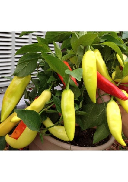 20 Adet Sweet Banana Biber Tohumu