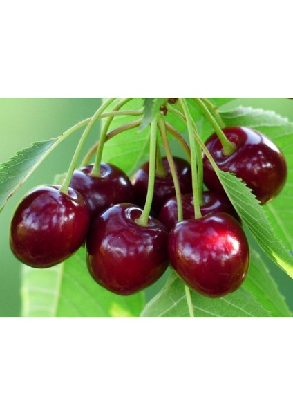 10 Adet Black Cherry (Kiraz) Tree Tohumu