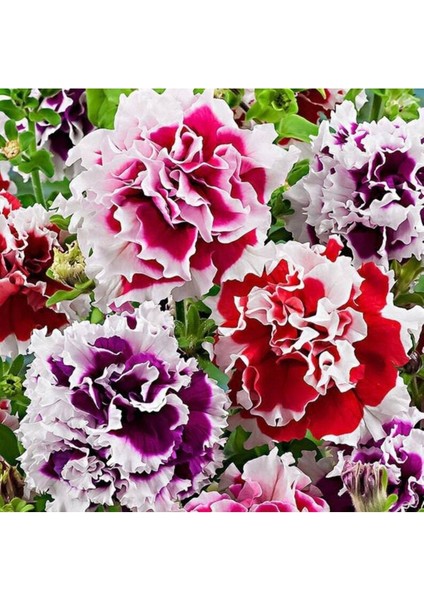 10 Adet Petunia Pirouette Mix Tohumu