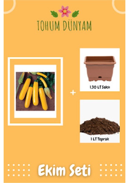 Endonezya Sarı Altın Kabak Tohumu Ekim Seti