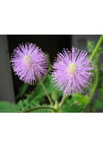 10 Adet Mımosa / Sensıtıve Plant / Touch Me Not Tohumu