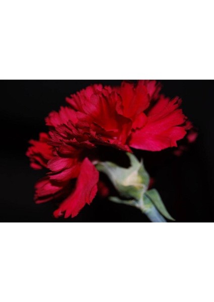 10 Adet Carnation Red Tohumu