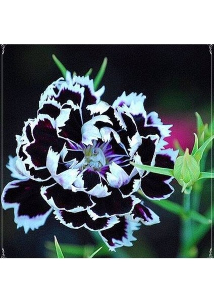10 Adet Dianthus Heddewigii Black White Carnation Tohumu