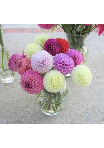 10 Adet Pom Pon Dahlia Tohumu