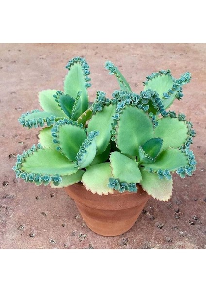5 Adet Mother Of Thousands Tohumu