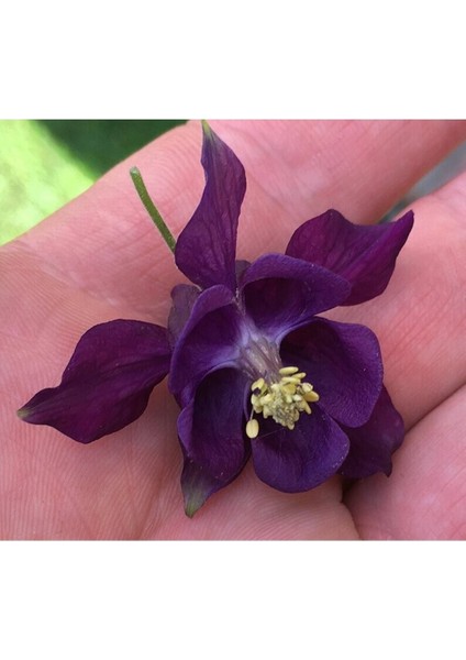 5 Adet Deep Purple Columbine Tohumu