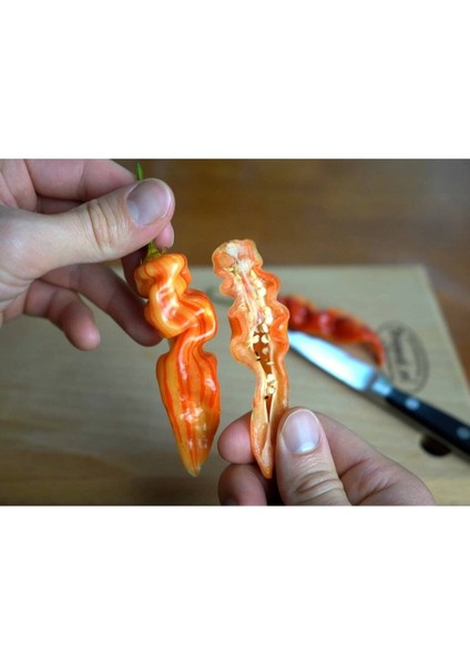 20 Adet Sugar Rush Stripey Biber Tohumu