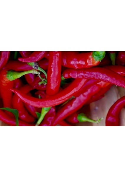 20 Adet Girit Ierapetra'dan Yunan Biberi Tohumu